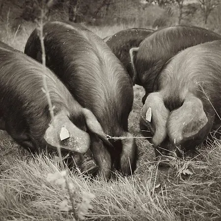 Ferme De La Bracadelle
